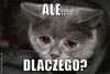 ale-dlaczego.jpg
