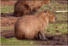 capybara.gif