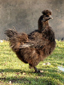 250px-Kura_jedwabista_(silkie)_22.jpg