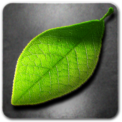 Fresh_Leaves_(gsmx.co).png