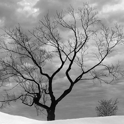 Lonely_Tree_Live_Wallpaper_(gsmx.co).png